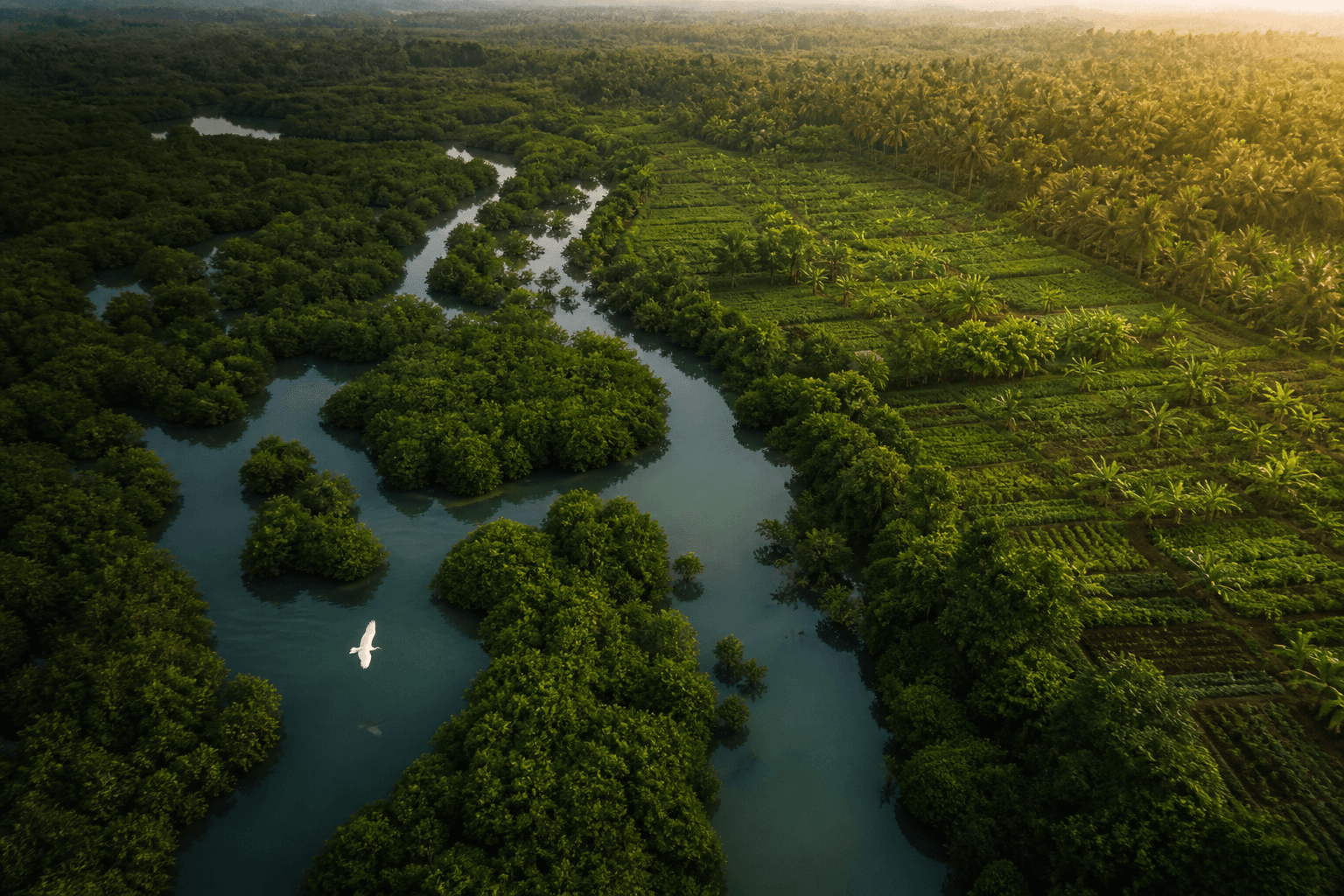 Coastal mangrove forest